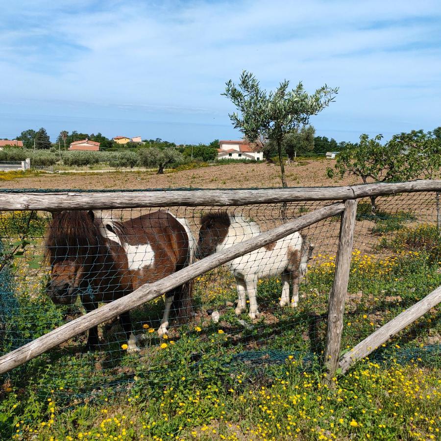 Agriturismo Agri Armonia San Lucido Εξωτερικό φωτογραφία