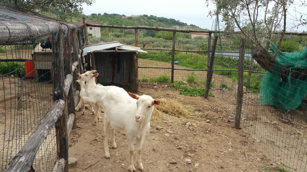 Agriturismo Agri Armonia San Lucido Εξωτερικό φωτογραφία